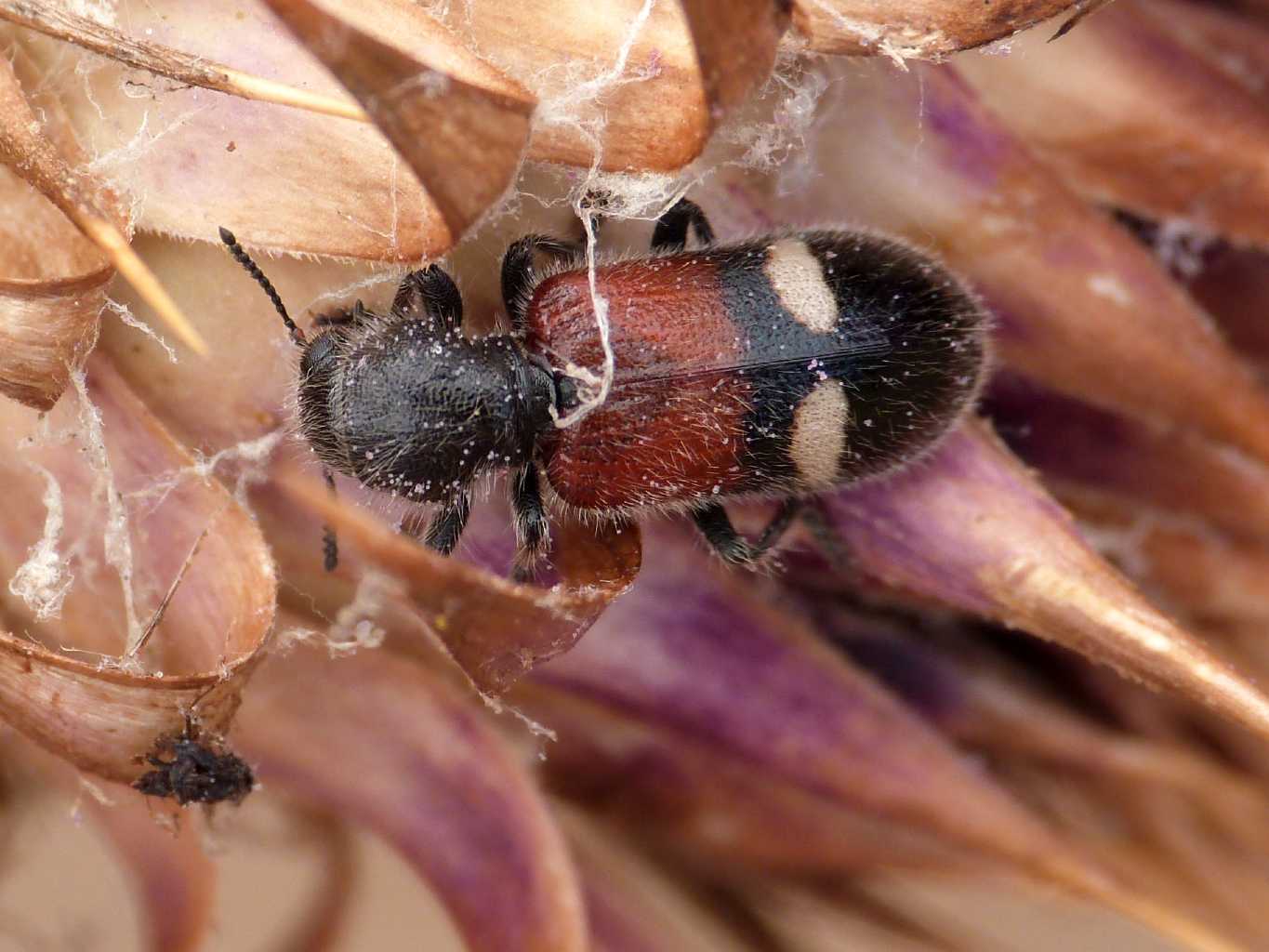 Tilloidea transversalis sarda